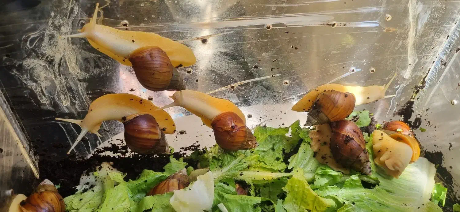 حلزون|خزنده|کرج, دولت‌آباد|دیوار