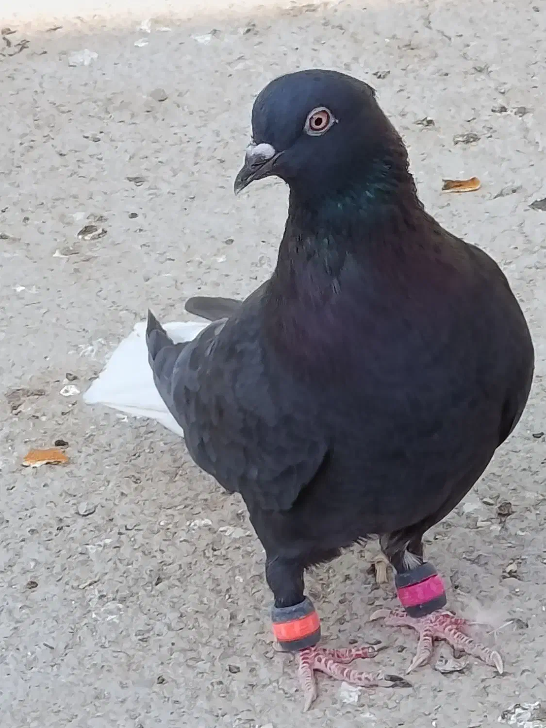 کبوتر اشعل|پرنده|باوی, |دیوار