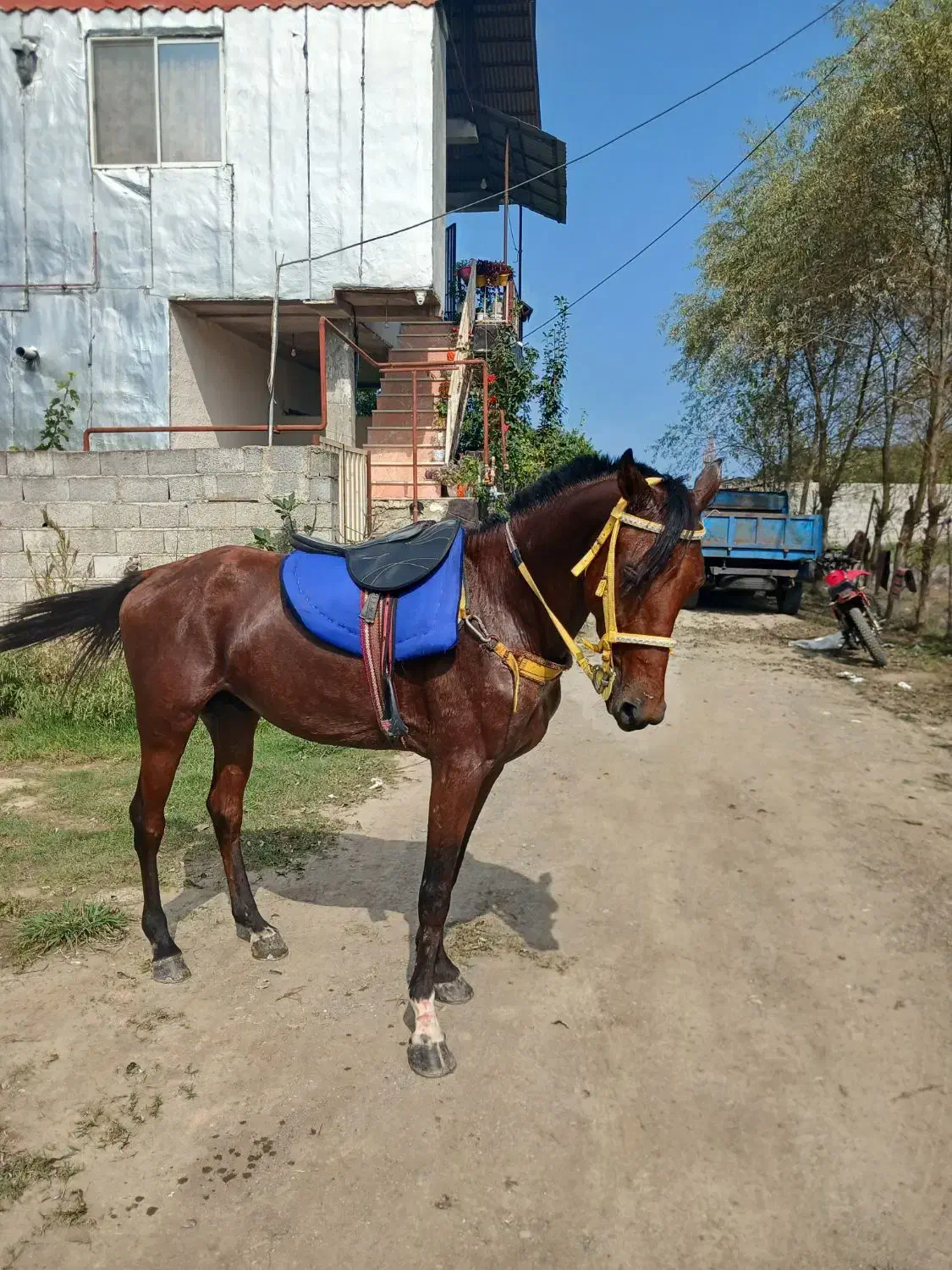 اسب ترکمن|اسب و تجهیزات اسبسواری|رشت, لاکان شهر|دیوار