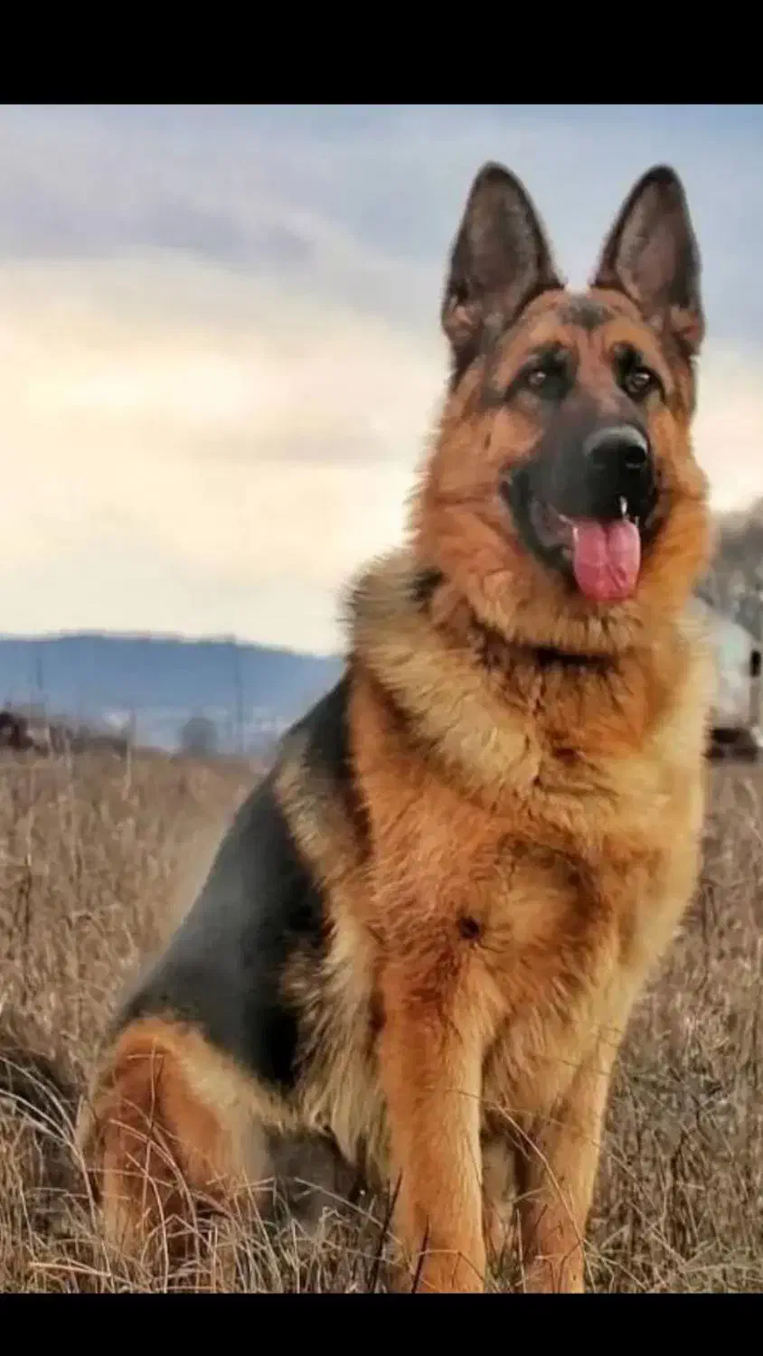 سگ ژرمن|سگ|کنگاور, |دیوار