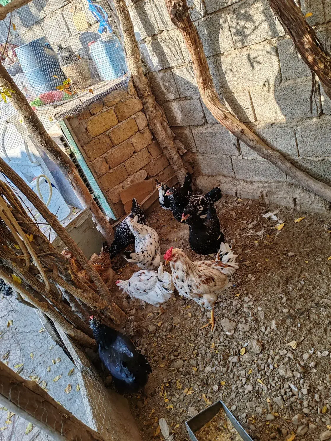 تخم نطفه دار گلین|حیوانات مزرعه|کرج, کیانمهر|دیوار