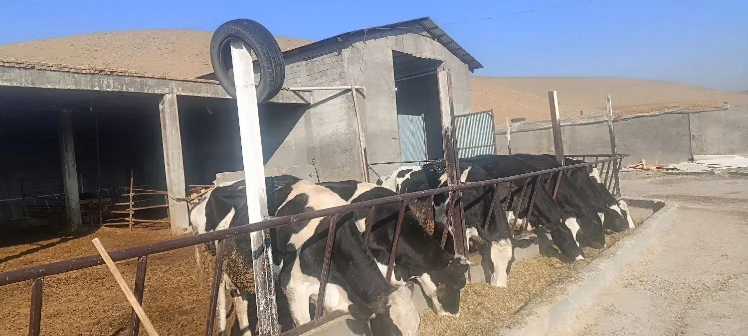 با سلام اجاره گاوداری شیری تازه ساخت|اجارهٔ خانه و ویلا|لاران, |دیوار