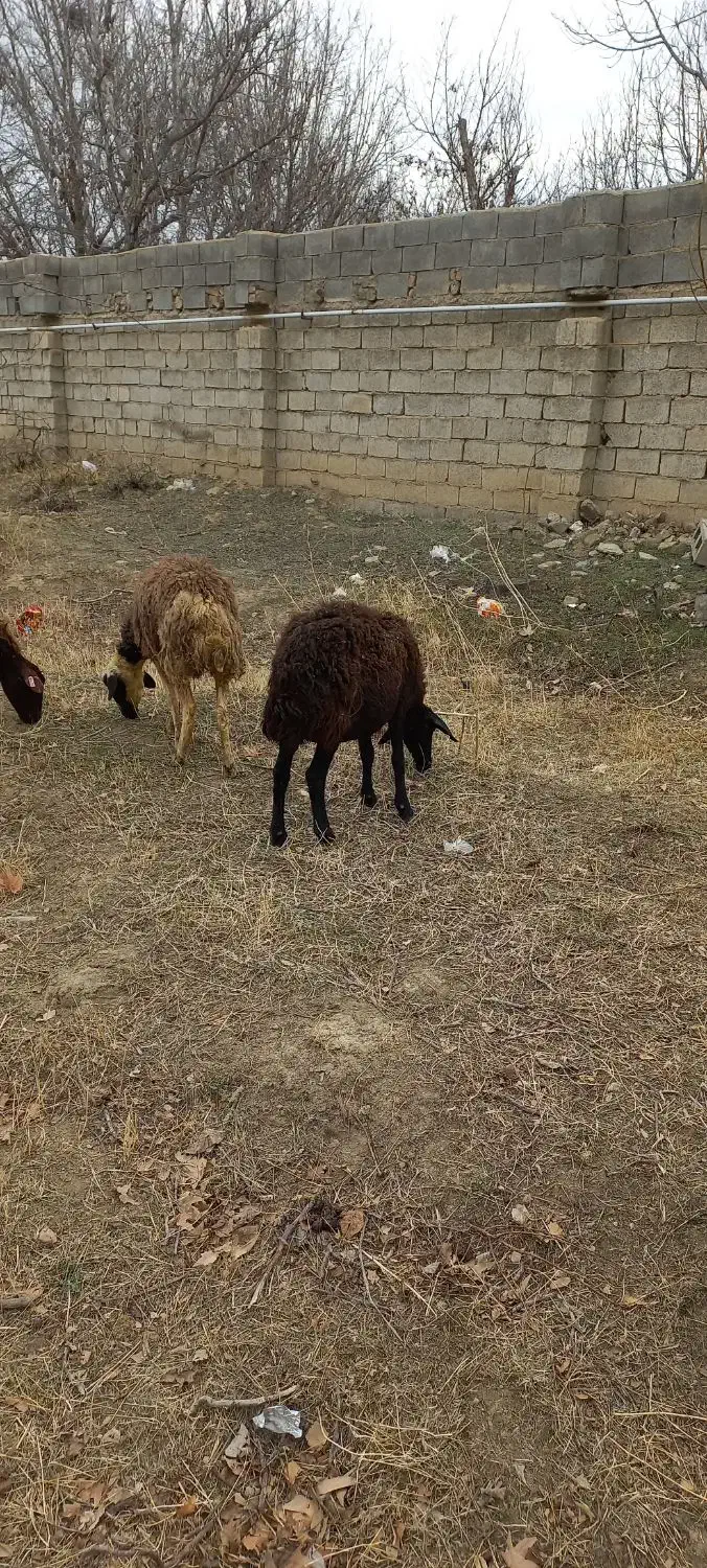 میش آبستن|حیوانات مزرعه|هشتگرد, تهران دشت|دیوار