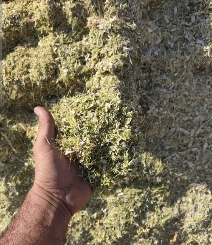 کاه گندم درجه یک|حراج|رشت, سعدی (تختی)|دیوار