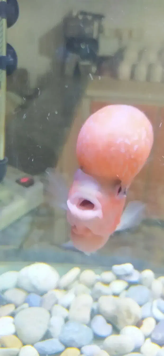 ماهی فلاور هورن رد دراگون|ماهی|سنندج, |دیوار