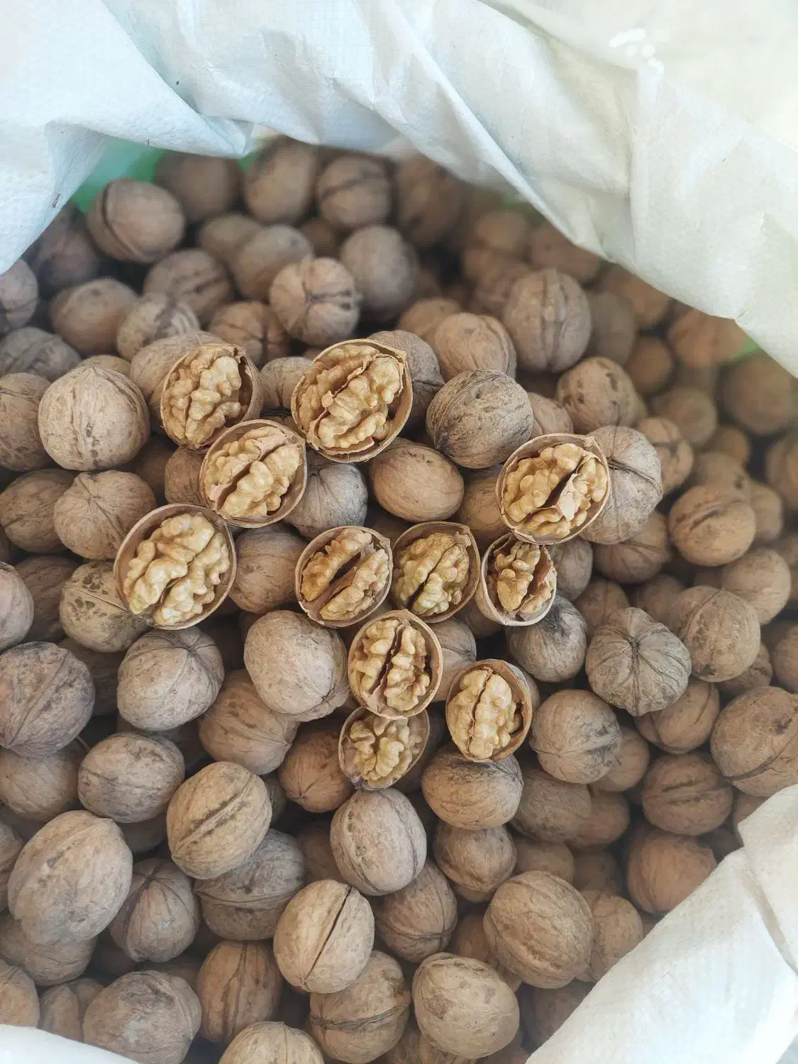 گردو کاغذی|خوردنی و آشامیدنی|شیراز, بازار|دیوار