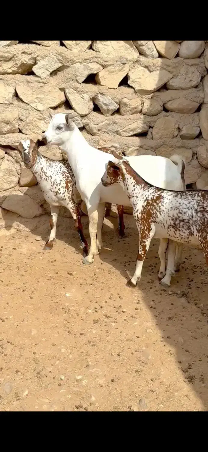 بزغاله آبستن|حیوانات مزرعه|بندر ماهشهر, |دیوار