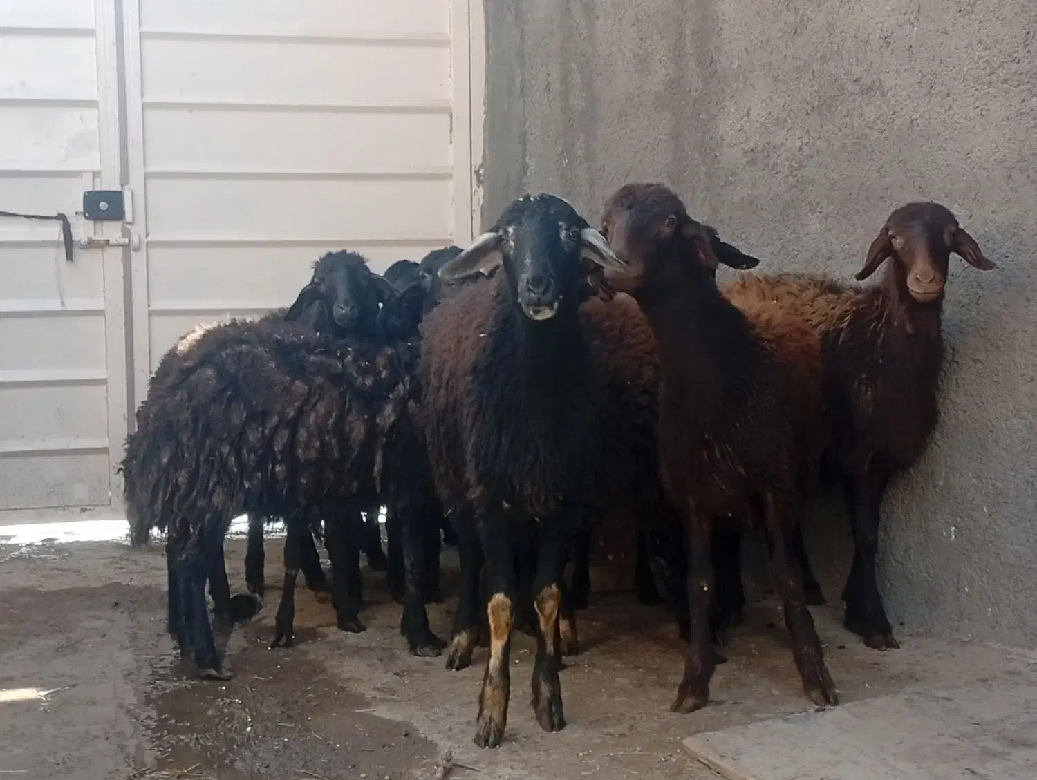 گوسفند|حیوانات مزرعه|قره پشتلو, |دیوار