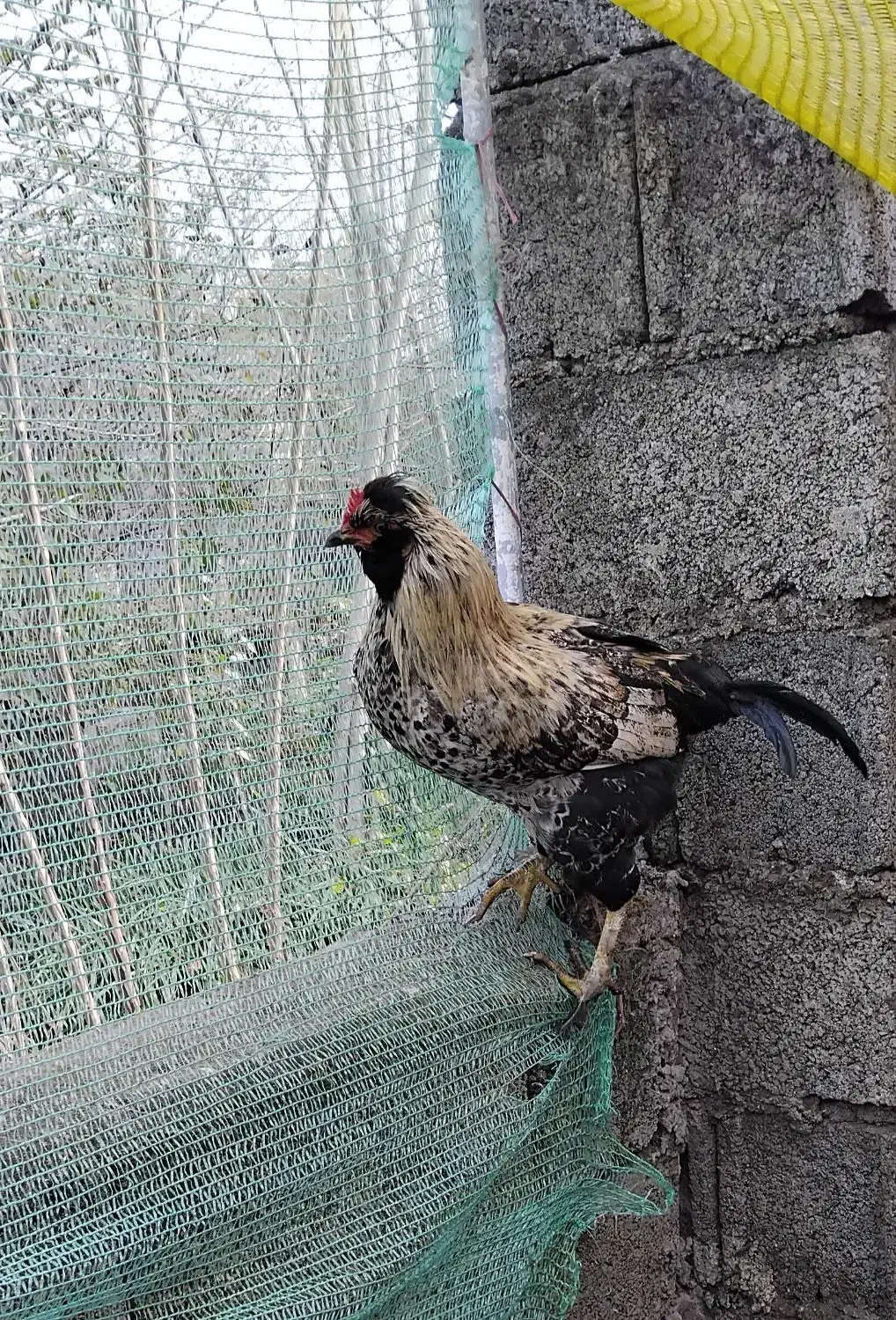 خروس تزئینی گُلین|حیوانات مزرعه|رضوانشهر, |دیوار