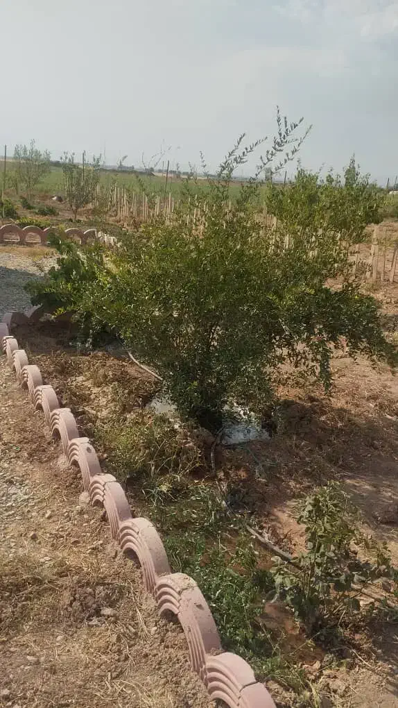 فروش باغچه در خسرو آباد|فروش زمین و ملک کلنگی|نظرآباد, خسروآباد|دیوار