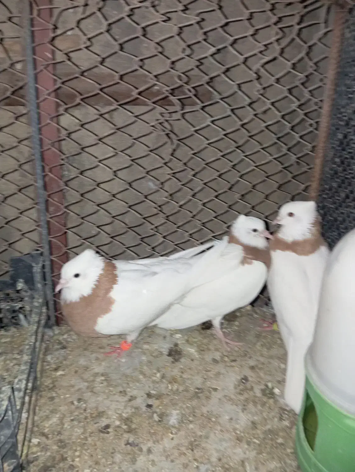 طوق زرد|پرنده|زابل, |دیوار