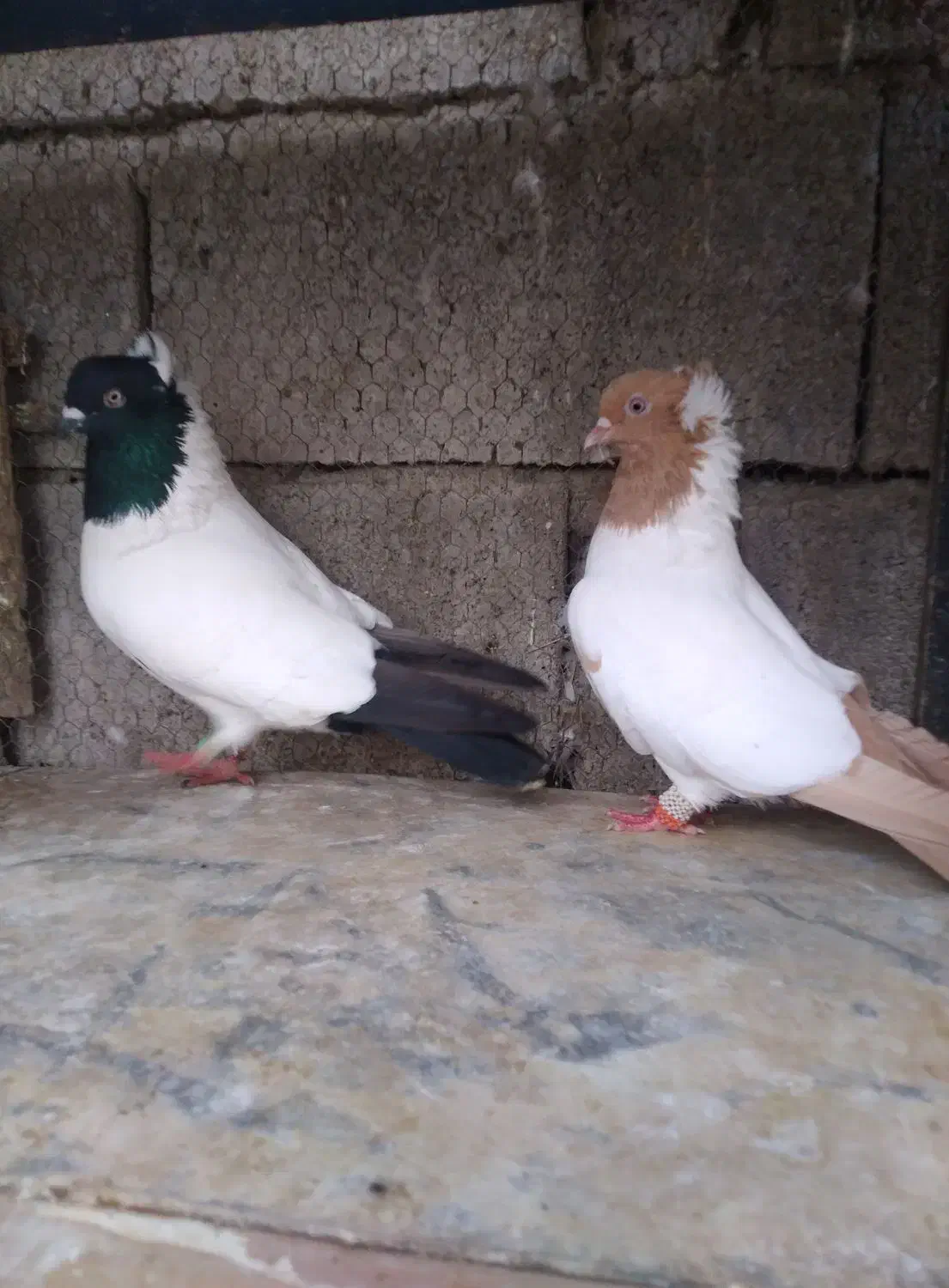 دو جفت کبوتر پرستویی جوجه برای فروش|پرنده|بابل, |دیوار