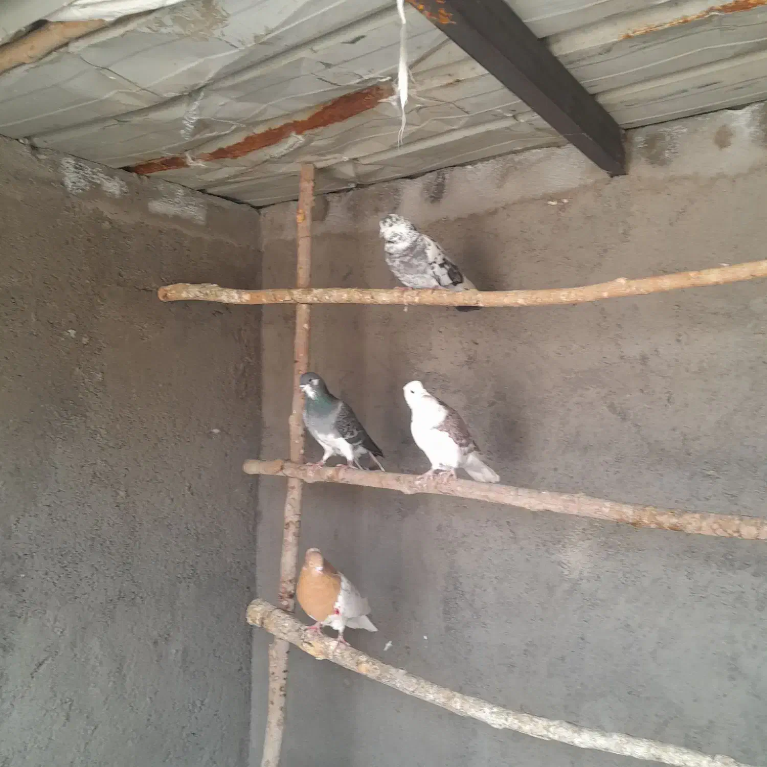 کبوتر|پرنده|مبارکه, |دیوار