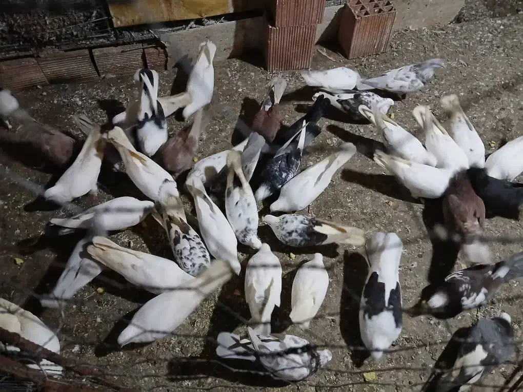 فروش کبوتر همه نوع|پرنده|چالوس, |دیوار