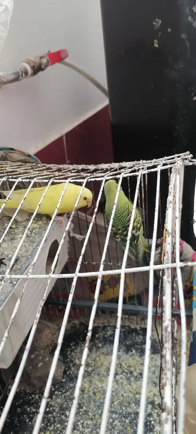 مرغ عشق|پرنده|تایباد, |دیوار