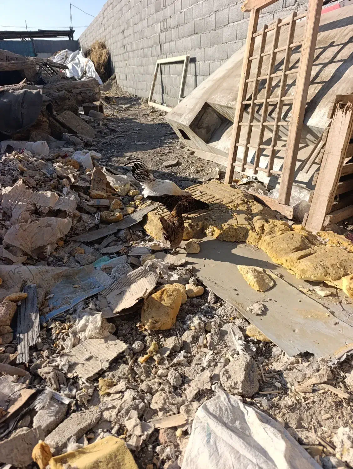 مرغ و خروس مینیاتوری|حیوانات مزرعه|مشکین‌دشت, |دیوار