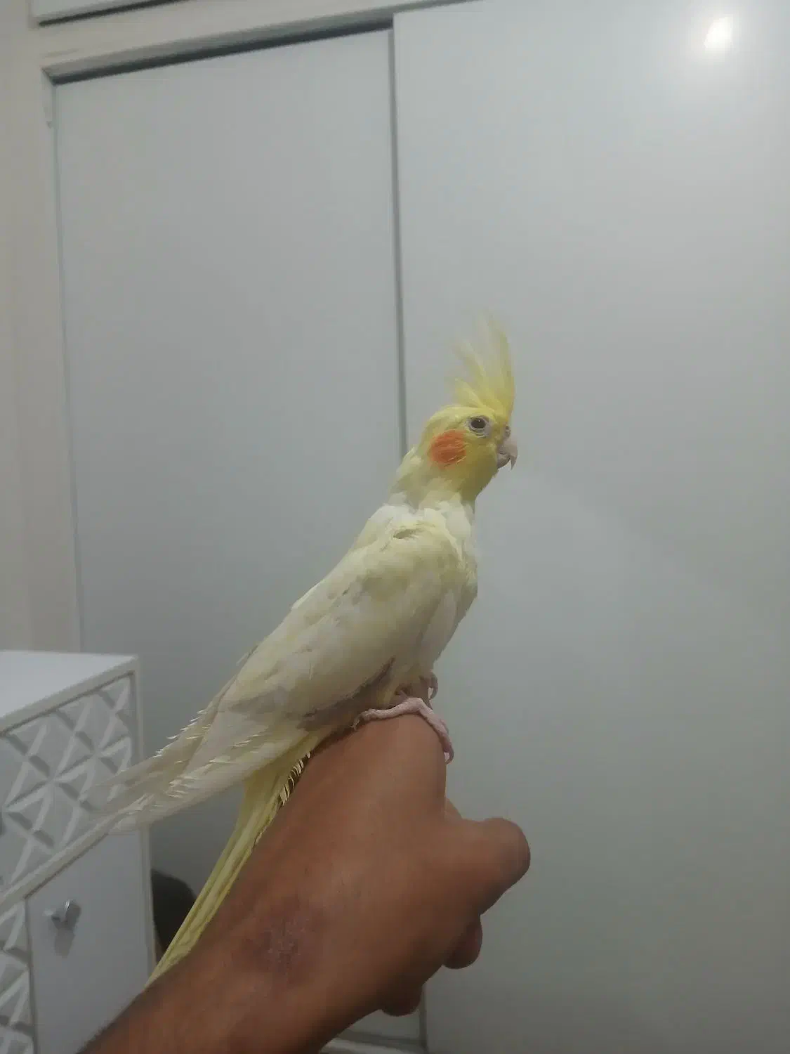 عروس هلندی|پرنده|اندیشه, اندیشه فاز ۵|دیوار