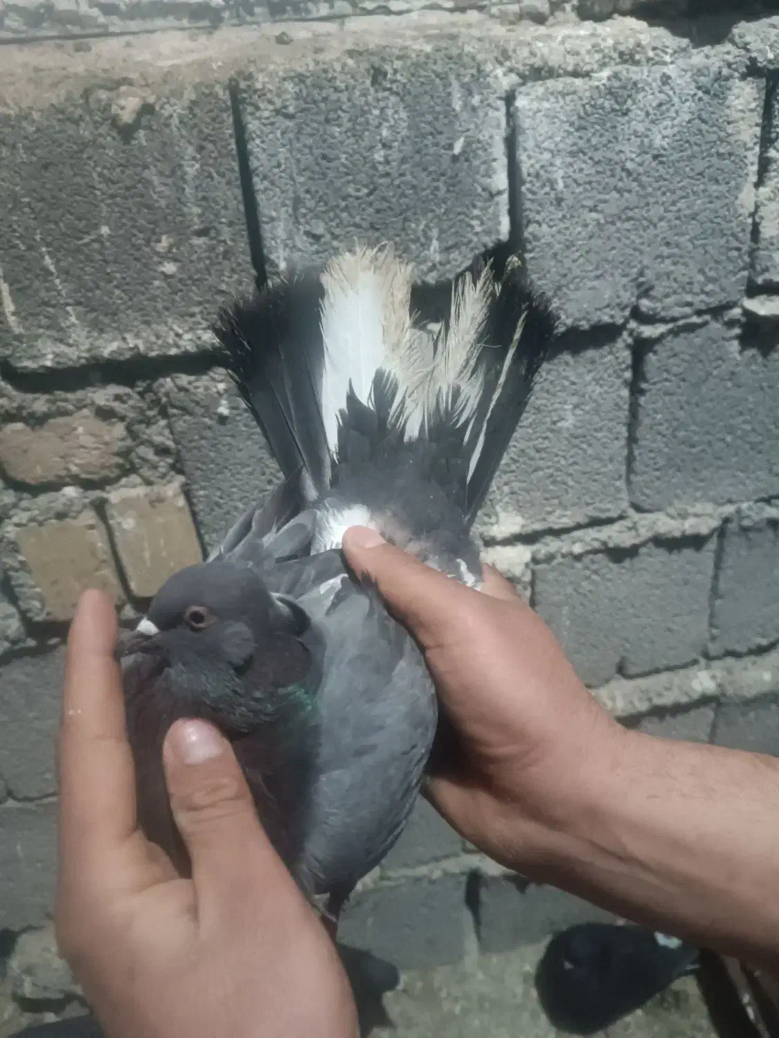 پرنده|حیوانات|ایلام, |دیوار