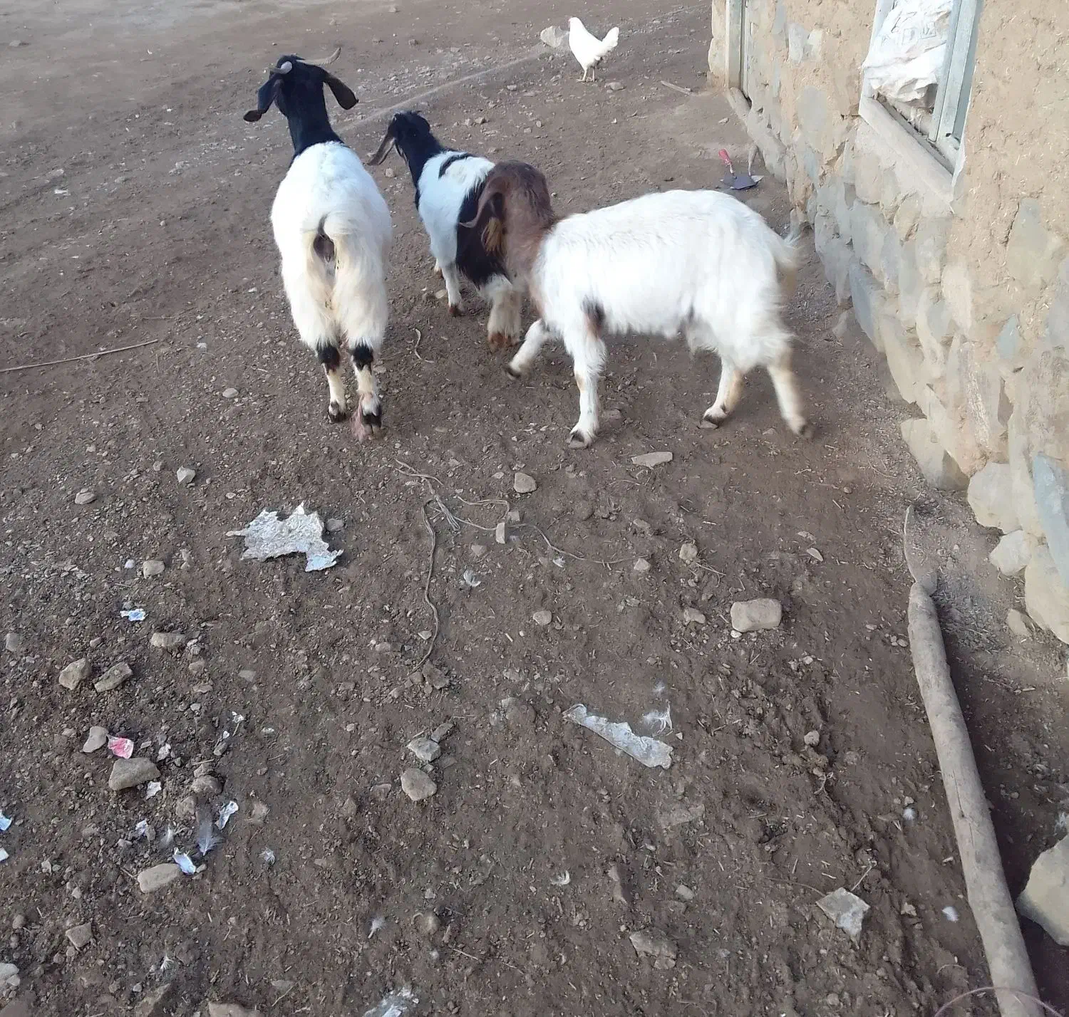 بز دامازدغ|حیوانات مزرعه|گرمی, |دیوار