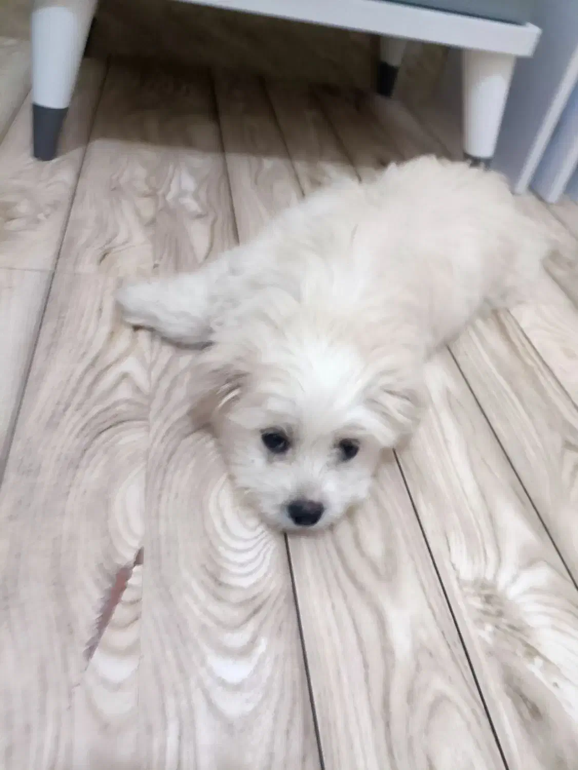 فروش سگ خانگی|سگ|سیرجان, |دیوار