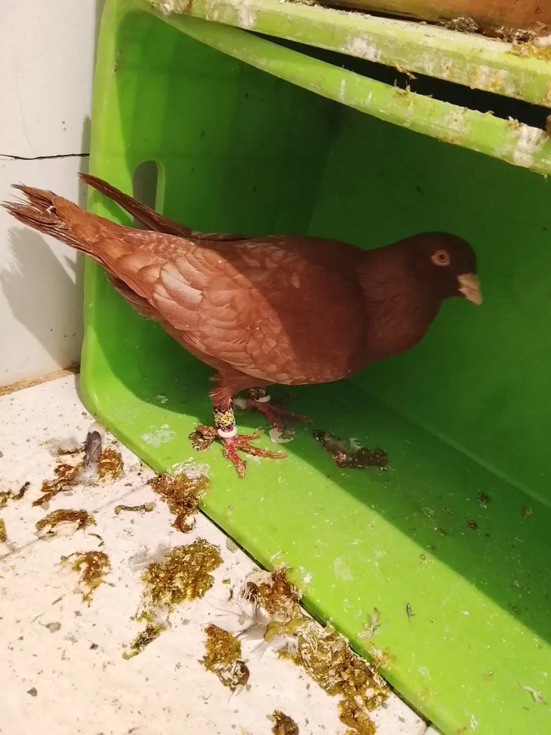 یک جفت قره طاوسی|پرنده|قرچک, امین آباد|دیوار