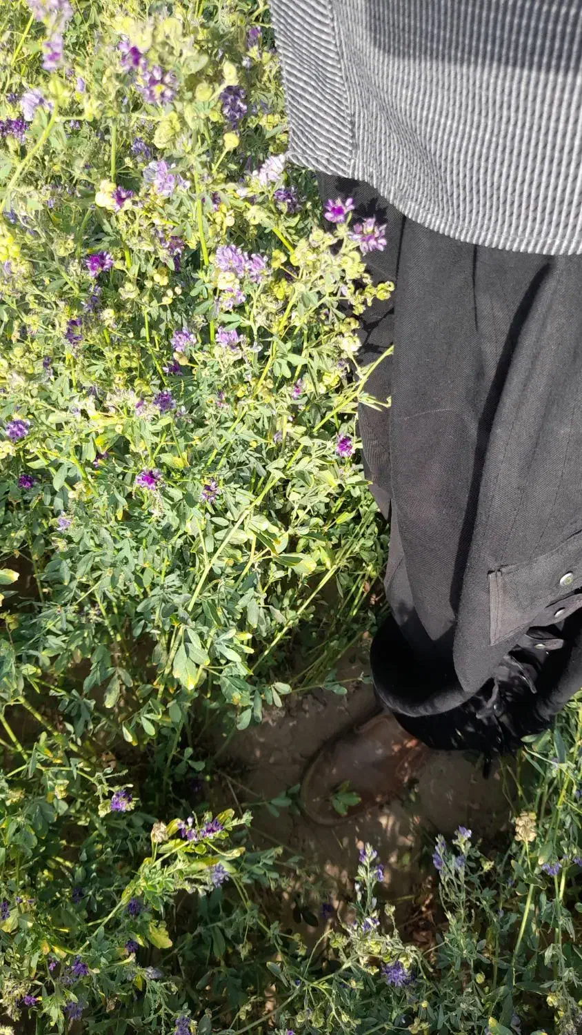 بذریونجه رنجر امریکایی|گل و گیاه طبیعی|ایرانشهر, |دیوار