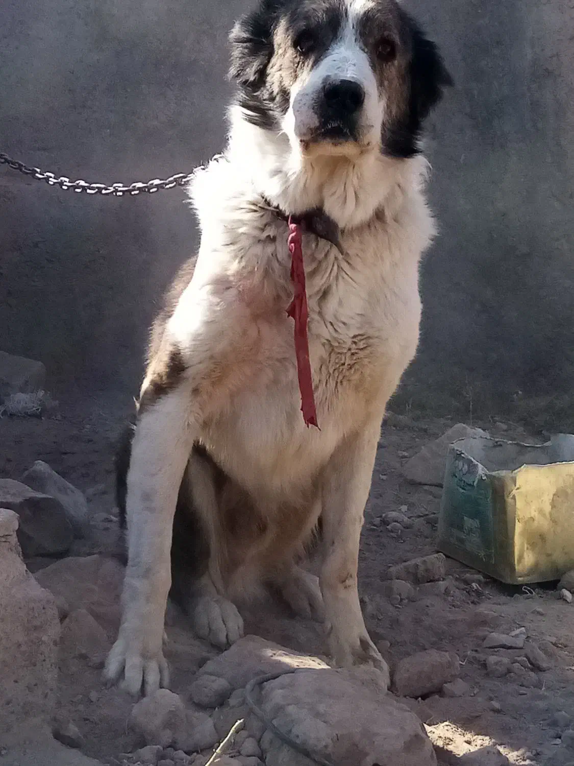 سگ قدریجونی|سگ|ماهان, |دیوار