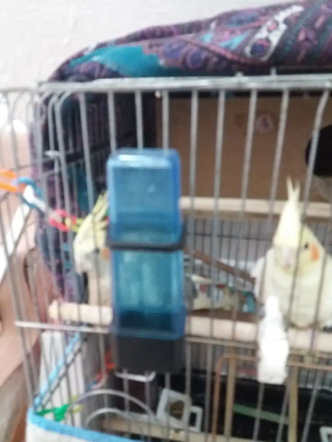 عروس هلندی|پرنده|ملایر, |دیوار