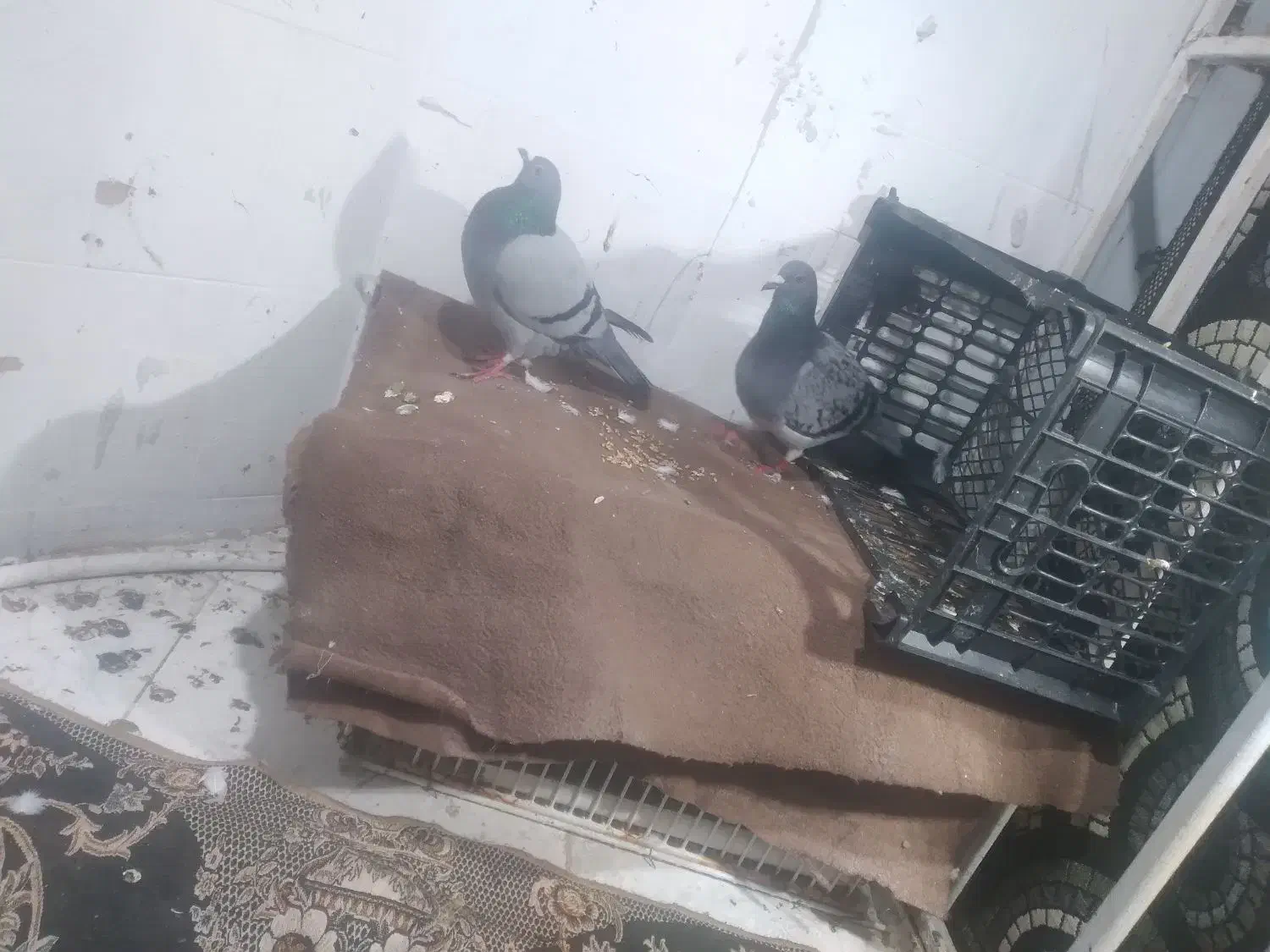 فرش|پرنده|آبادان, |دیوار