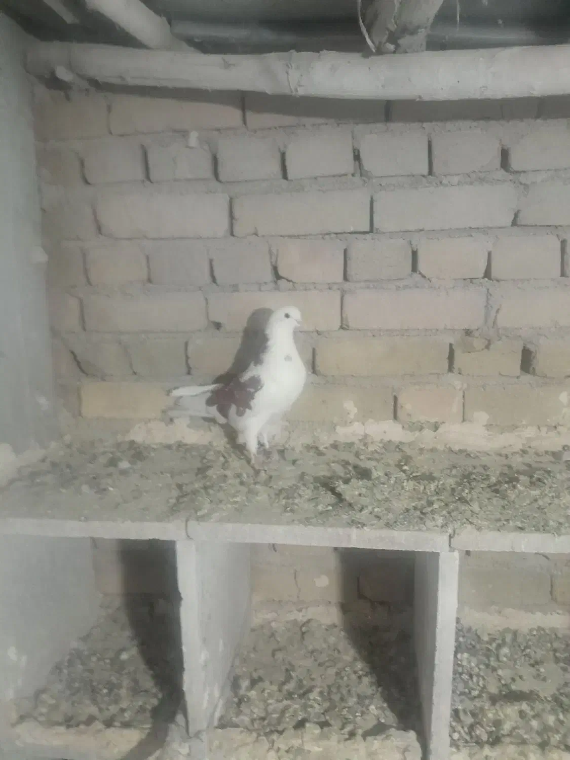 کبوتر|پرنده|گیان, |دیوار