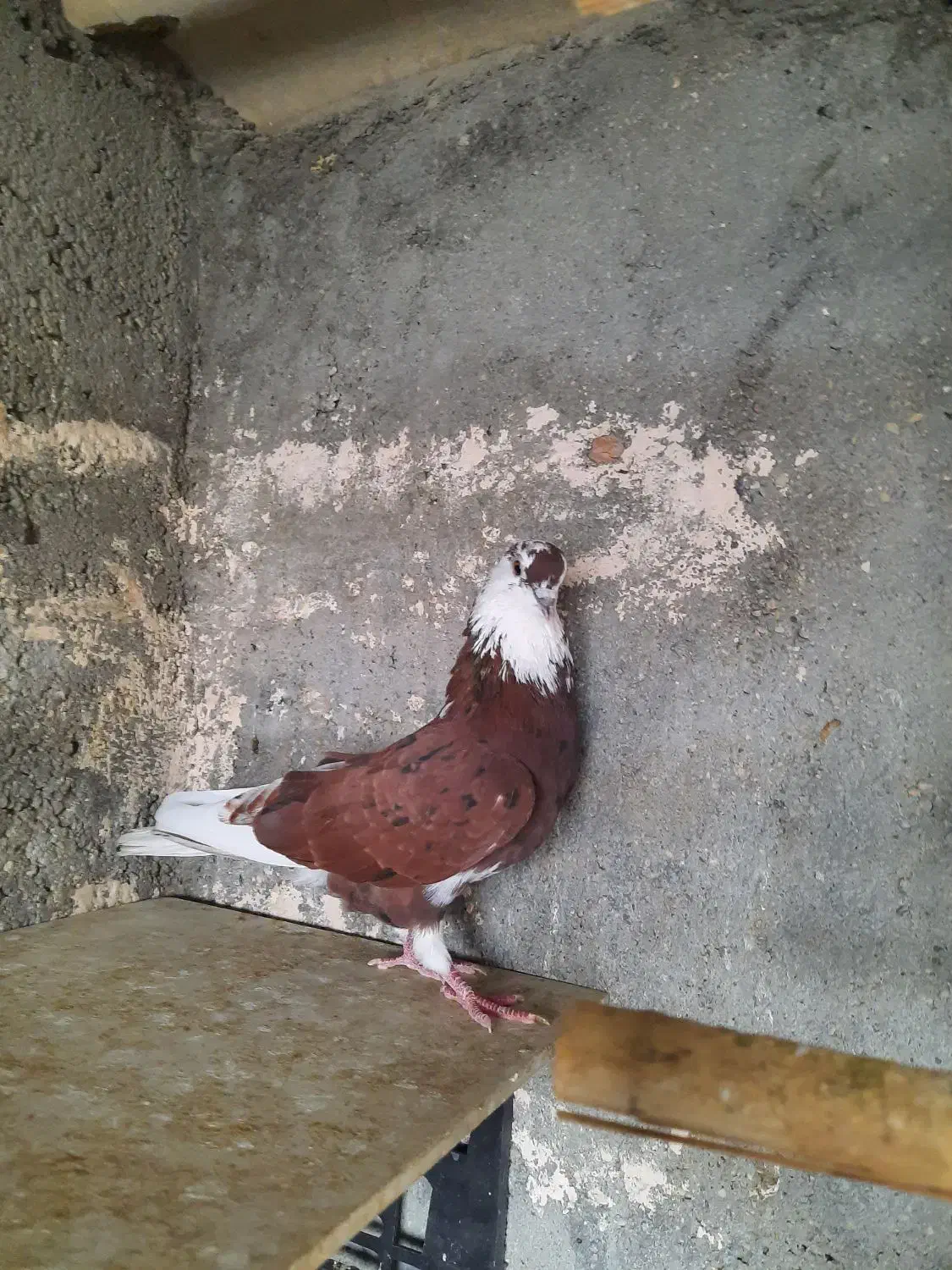 کبوتر پرشی|حراج|بندرعباس, |دیوار