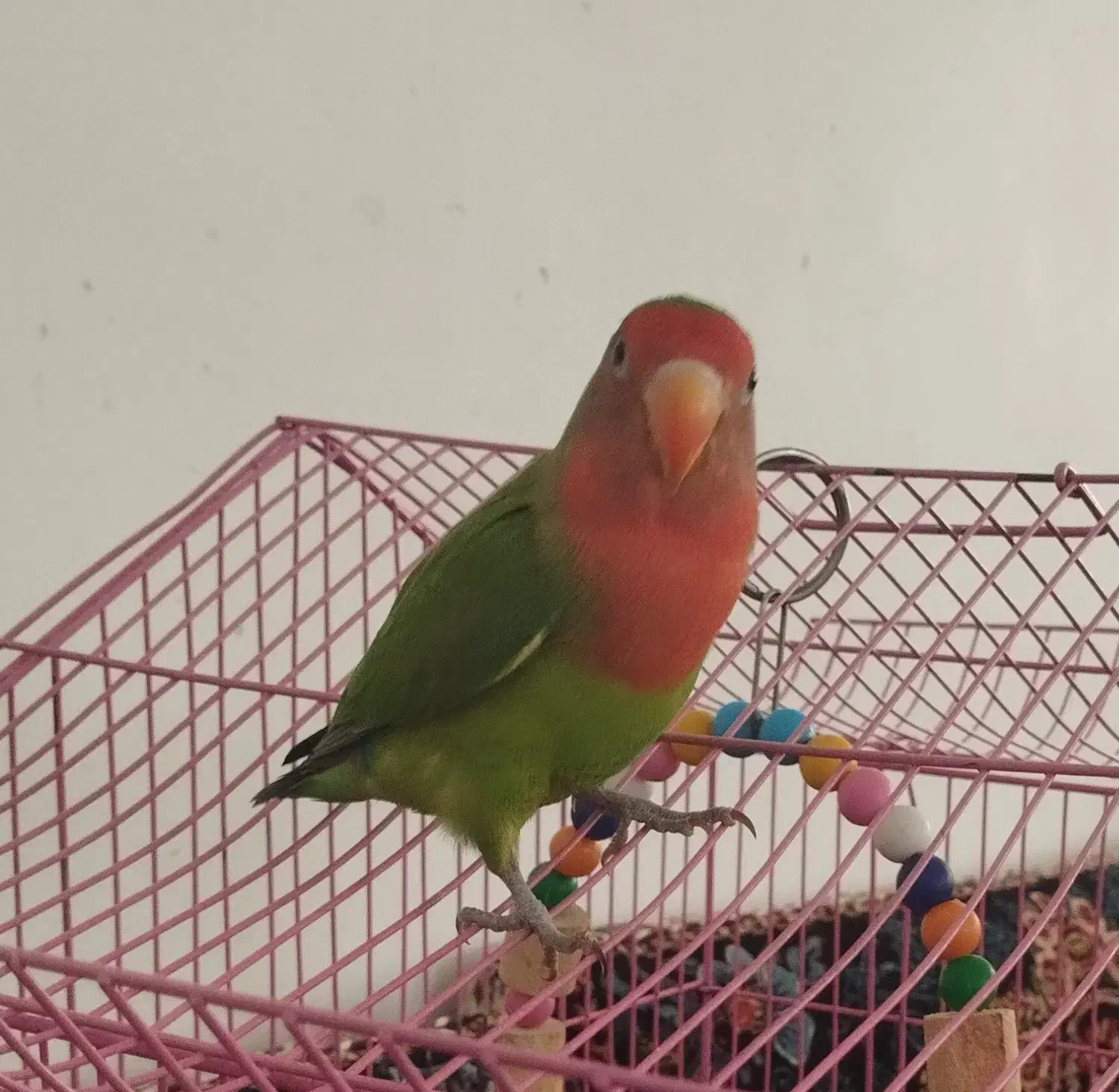 طوطی برزیلی|پرنده|سنندج, |دیوار