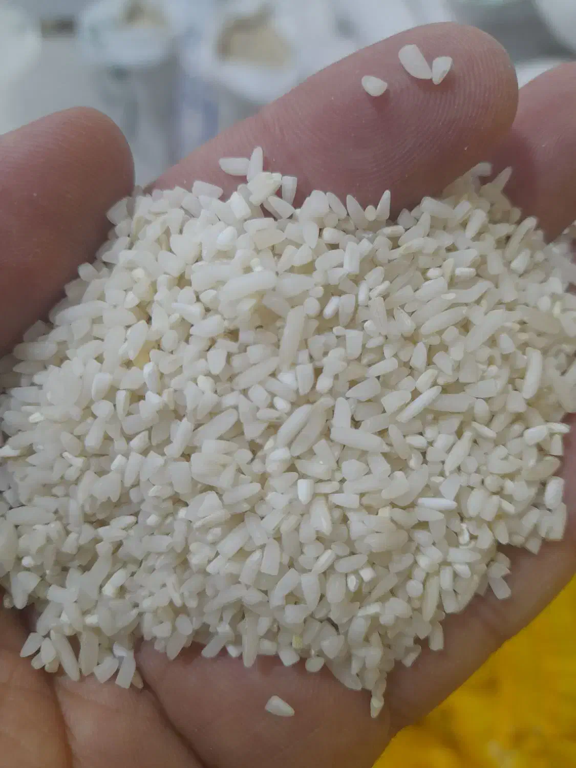 برنج سرلاشه هاشمی عطری|عمده‌فروشی|پاکدشت, حصار امیر|دیوار