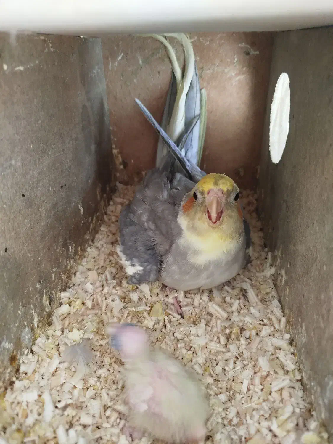 جفت عروس|پرنده|گلبهار, شهر جدید گلبهار|دیوار