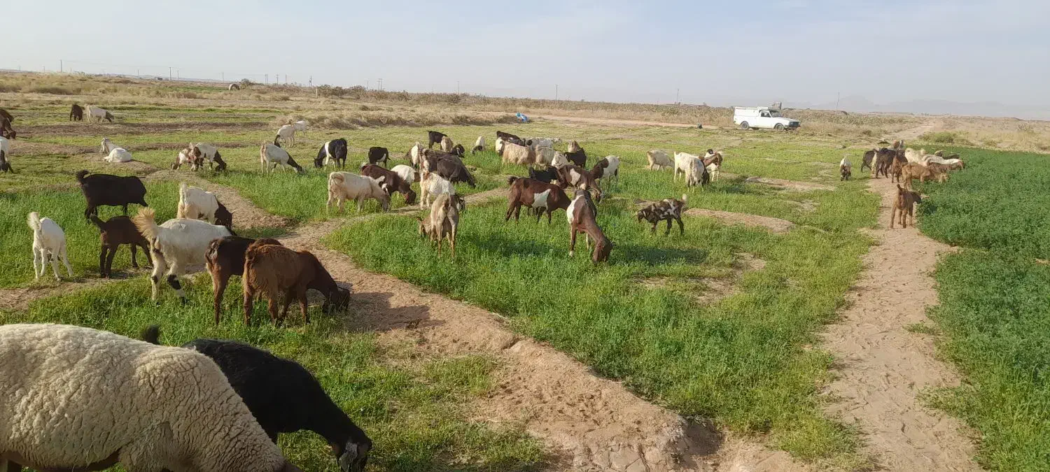 بز آبستن فروشی|حیوانات مزرعه|تربت جام, جامرود|دیوار