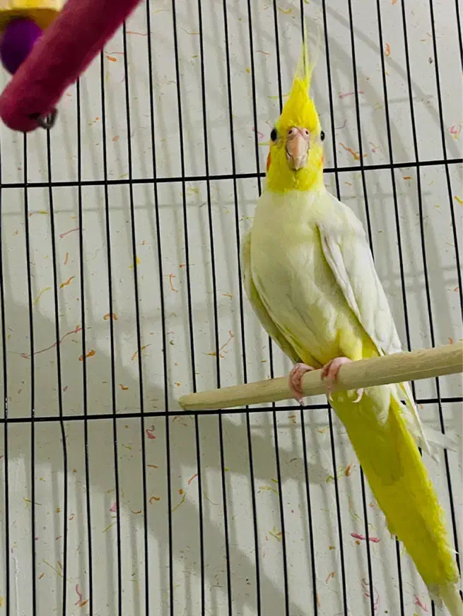 عروس هلندی لوتینو|پرنده|بندر ماهشهر, |دیوار