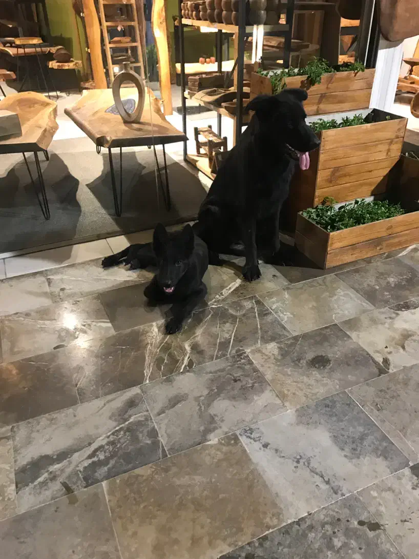 ژرمن بلک|سگ|ساری, |دیوار