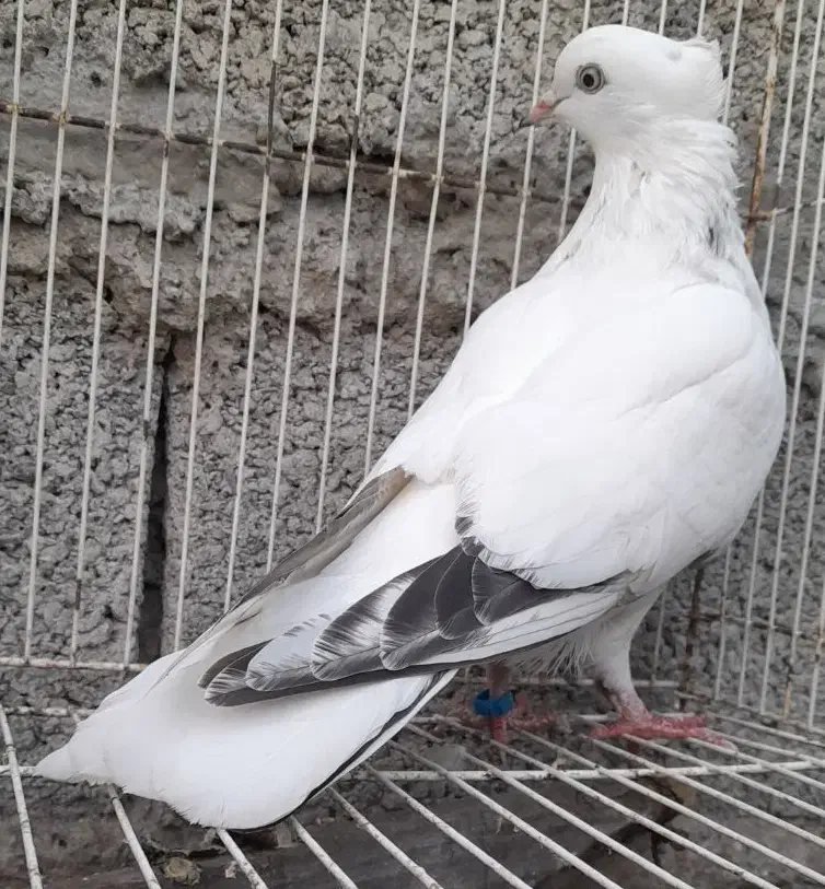 کبوتر تهرانی‌پرشی|پرنده|بابلسر, |دیوار