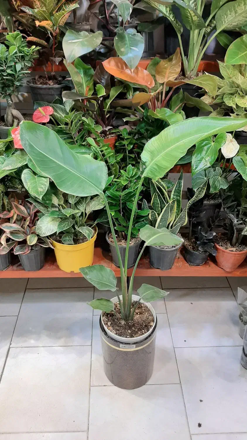 نخل نیکولای/گل و گیاه آپارتمانی/زاموفیلیا بنسای|گل و گیاه طبیعی|فردیس, فردیس|دیوار