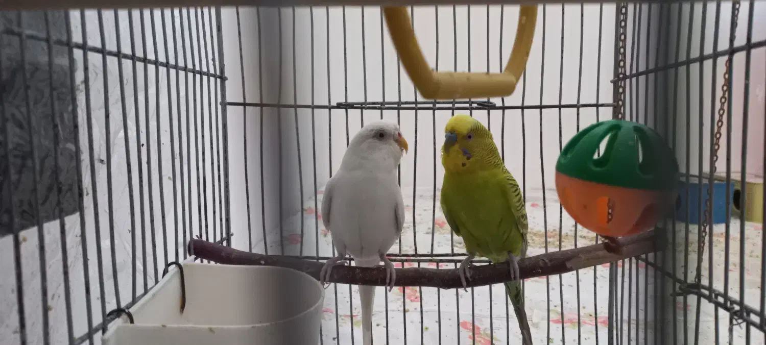 مرغ عشق|پرنده|صدرا-فارس, فاز ۲|دیوار