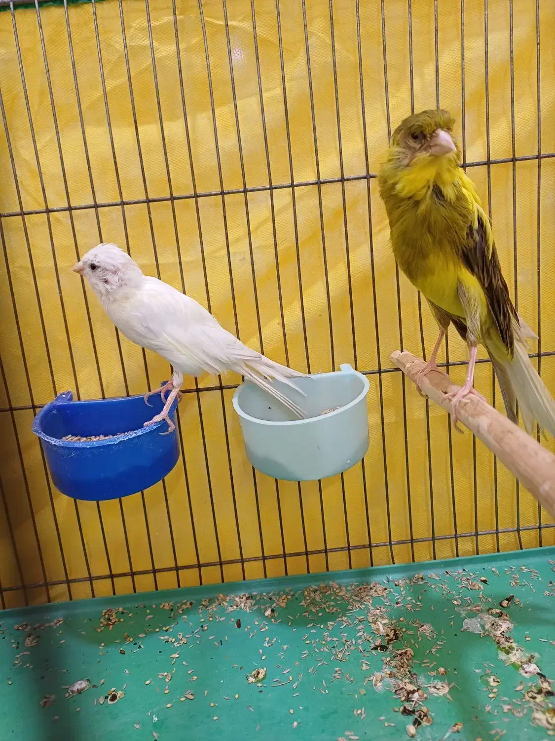 قناری|پرنده|فریم, |دیوار