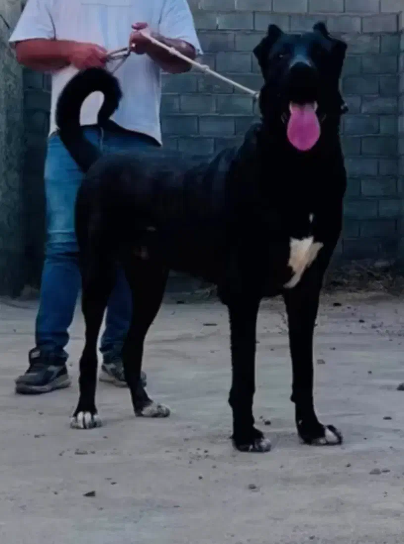 سرابی باشجره|سگ|ماهدشت, |دیوار