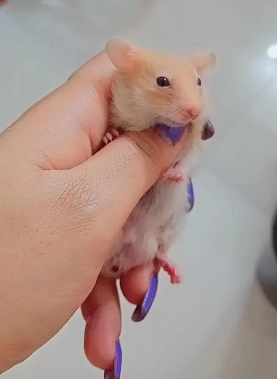 همستر|موش و خرگوش|کازرون, |دیوار