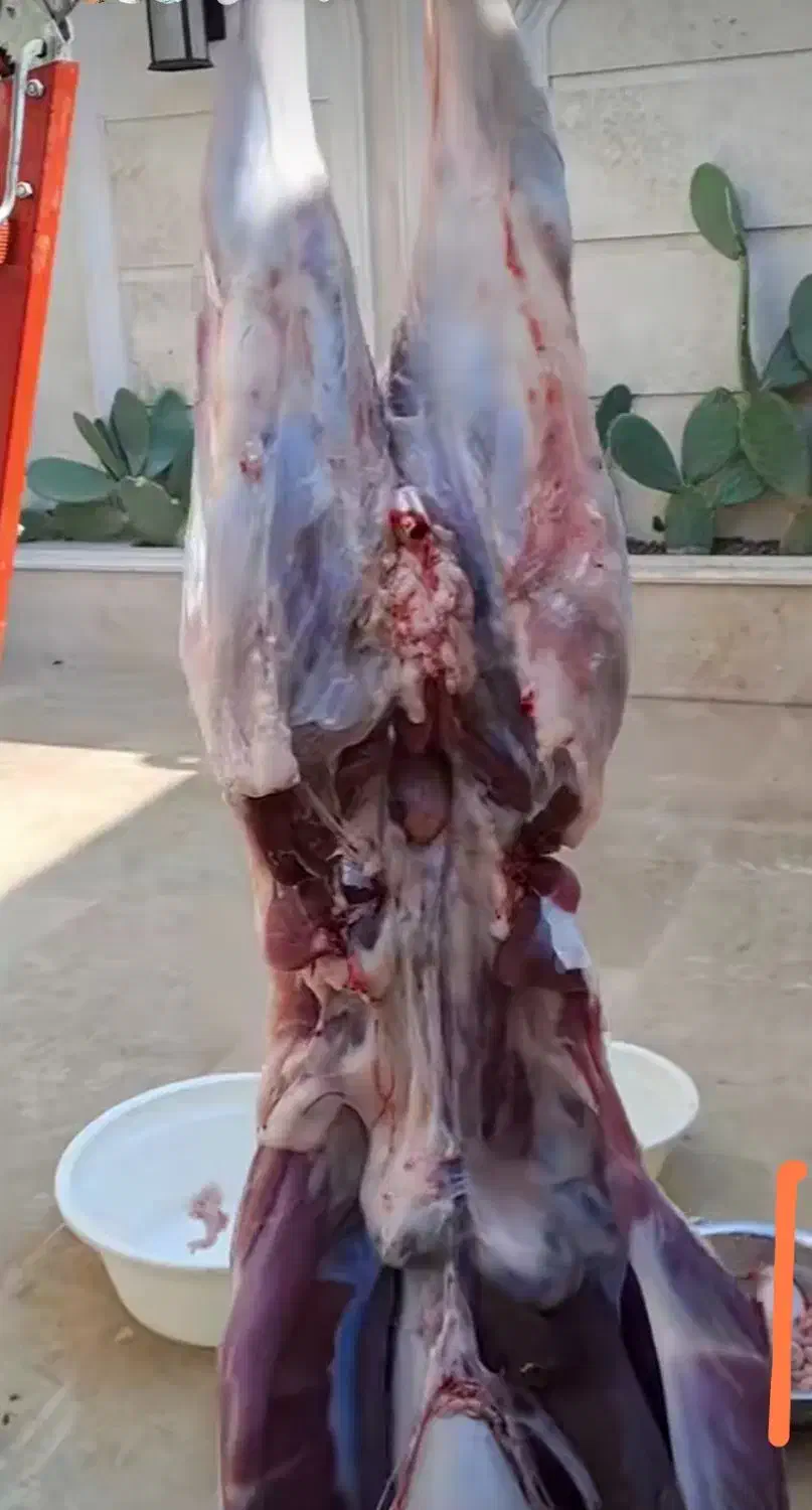 ذبح سلاخ سلاخی قصاب قربانی گوسفند۵۰۰تومن|خدمات پذیرایی، مراسم|زنجان, |دیوار