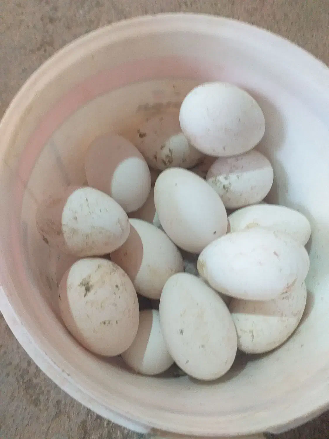 تخم غاز نطفه دار|حیوانات مزرعه|مریوان, |دیوار