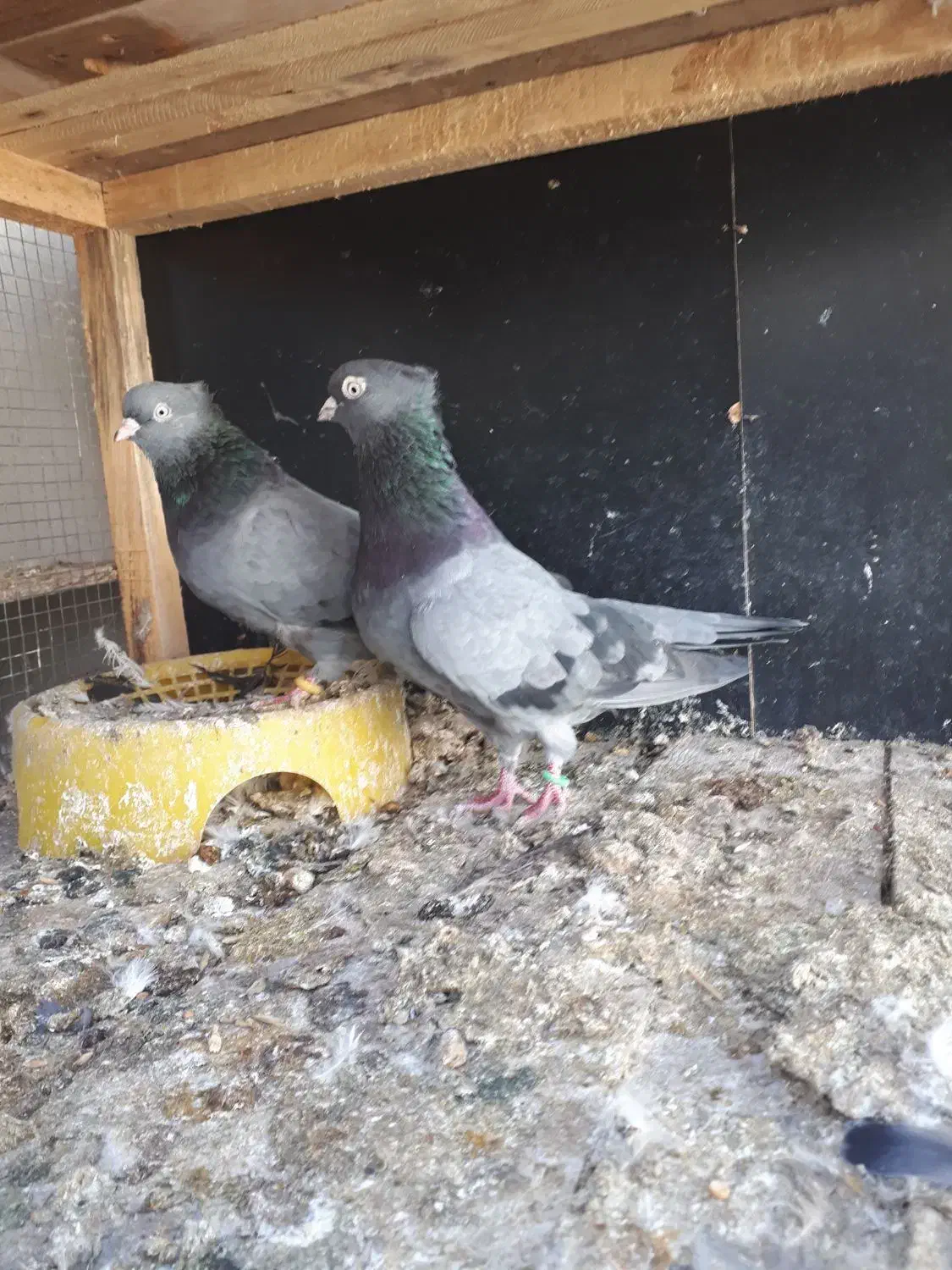 جفت سبزآبادانی|پرنده|بندر ماهشهر, |دیوار