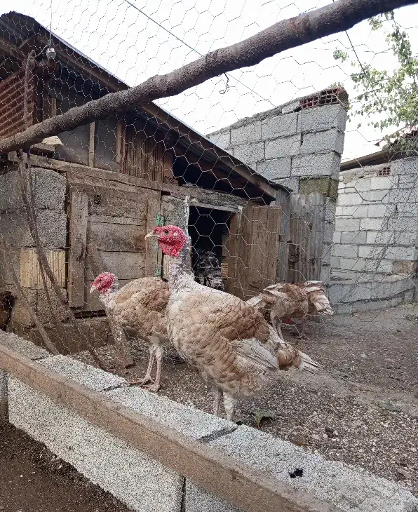 بوقلمون بربورن طبیعی|حیوانات مزرعه|تالش, هشتپر|دیوار