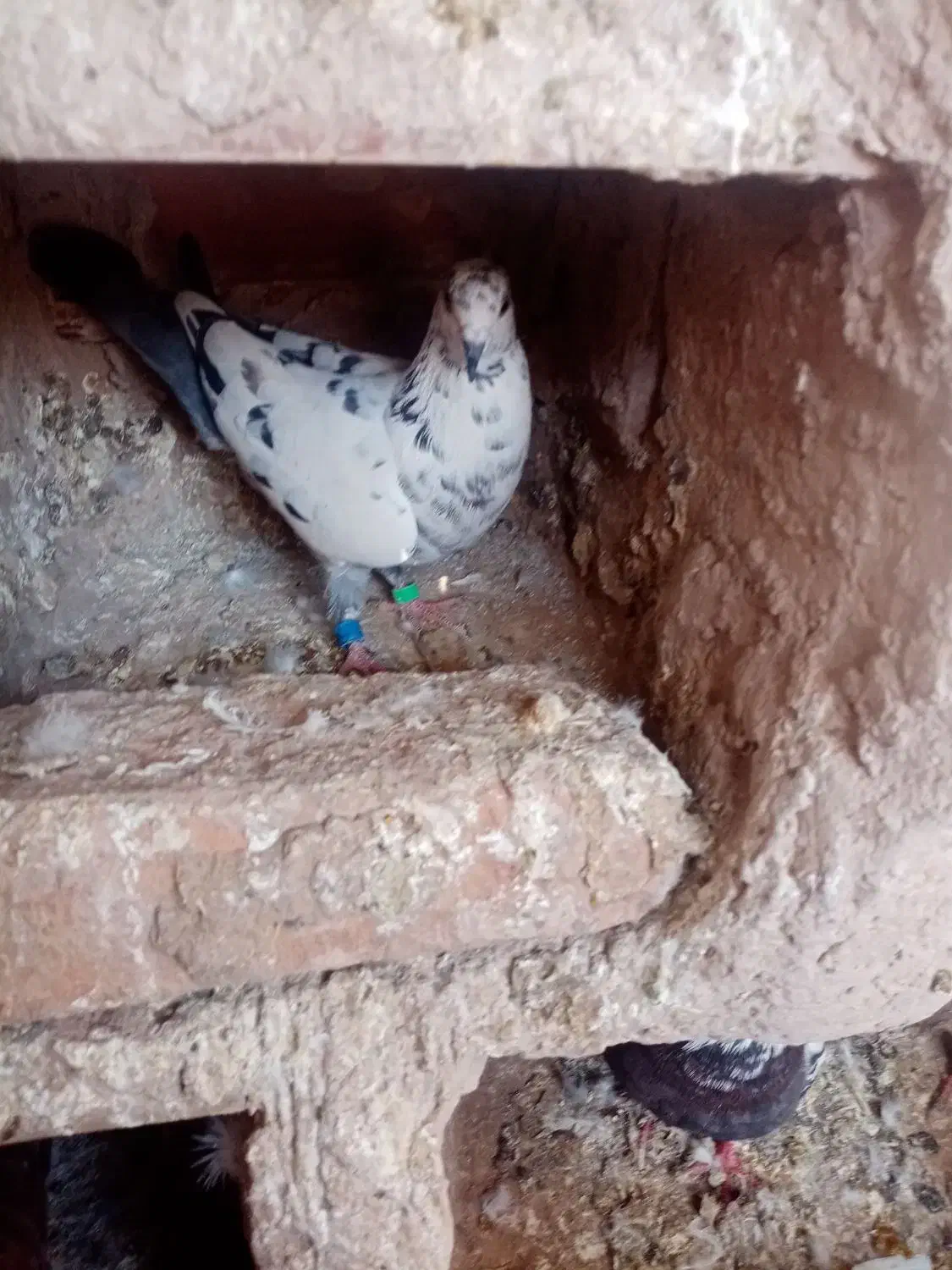 کبوتر|پرنده|باشتین, |دیوار