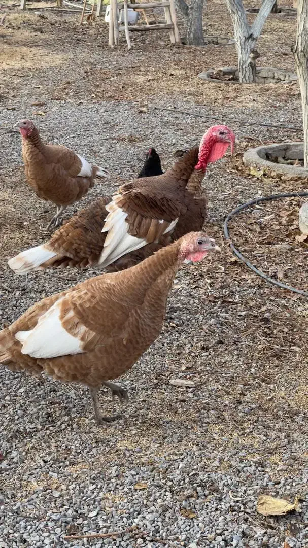 بوقلمون سالم و جوان|حیوانات مزرعه|مشهد, منزل آباد|دیوار