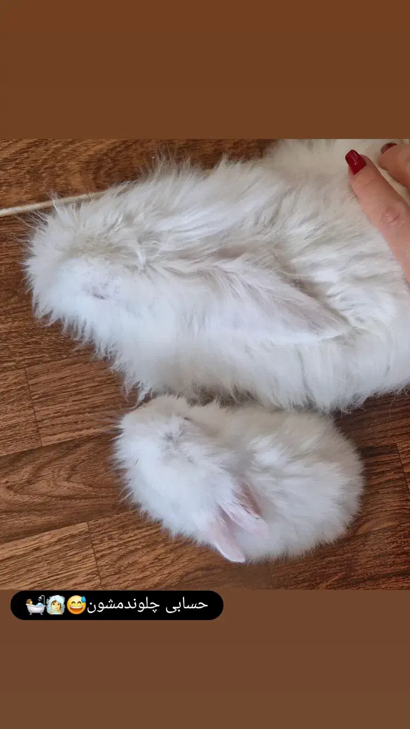 فروش خرگوش لُپ|موش و خرگوش|شوش, |دیوار